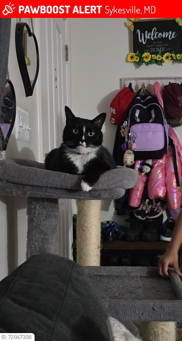 Lost Male Cat last seen Kali Drive/Ridge Road, Sykesville, MD 21784