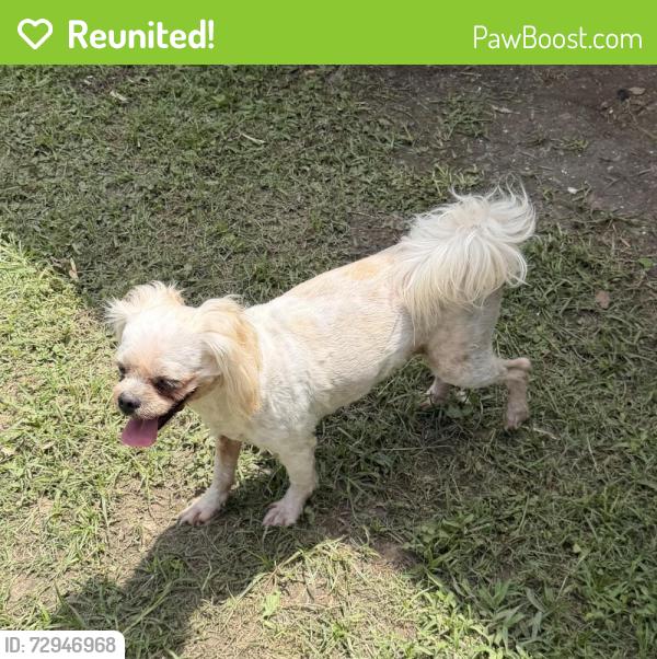 Reunited Female Dog last seen Newbury & Sandelford - Katy, TX, Brenwood, TX 77449