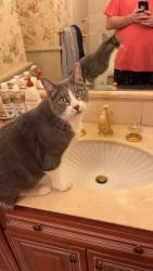 Reunited Male Cat last seen Leawood st, Littleton, CO 80123
