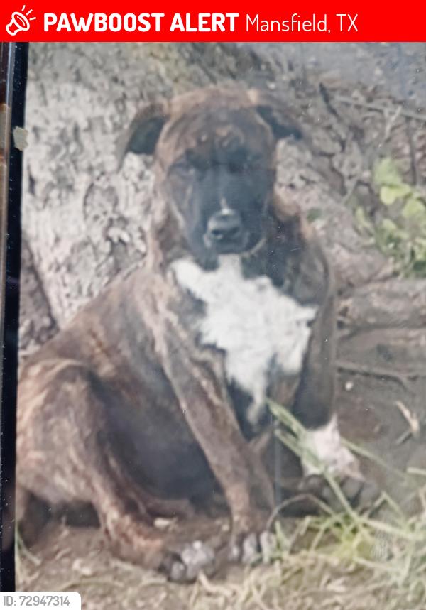 Lost Male Dog last seen Near smith drive, Mansfield, TX 76063