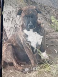 Lost Male Dog last seen Near smith drive, Mansfield, TX 76063