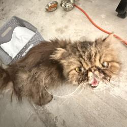 Found/Stray Female Cat last seen Coral Gardens Dr, Wilton Manors, FL 33305