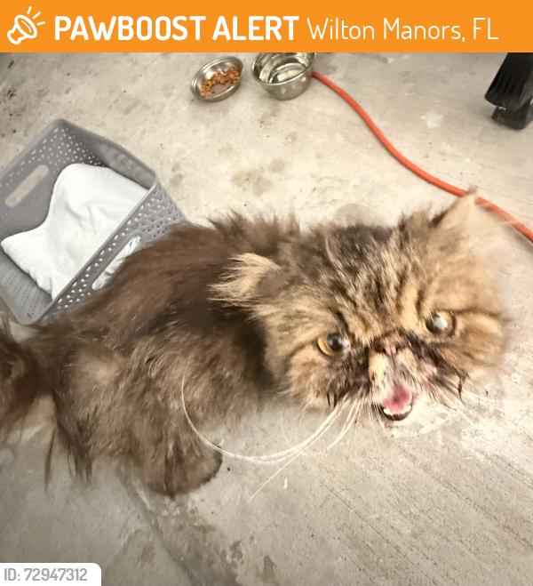 Found/Stray Female Cat last seen Coral Gardens Dr, Wilton Manors, FL 33305