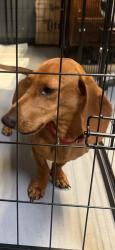 Found/Stray Male Dog last seen 59th, Oklahoma City, OK 73020