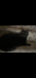 Lost Male Cat last seen Camden Woods the neighborhood that is near Jack Britt High School, Hope Mills, NC 28306