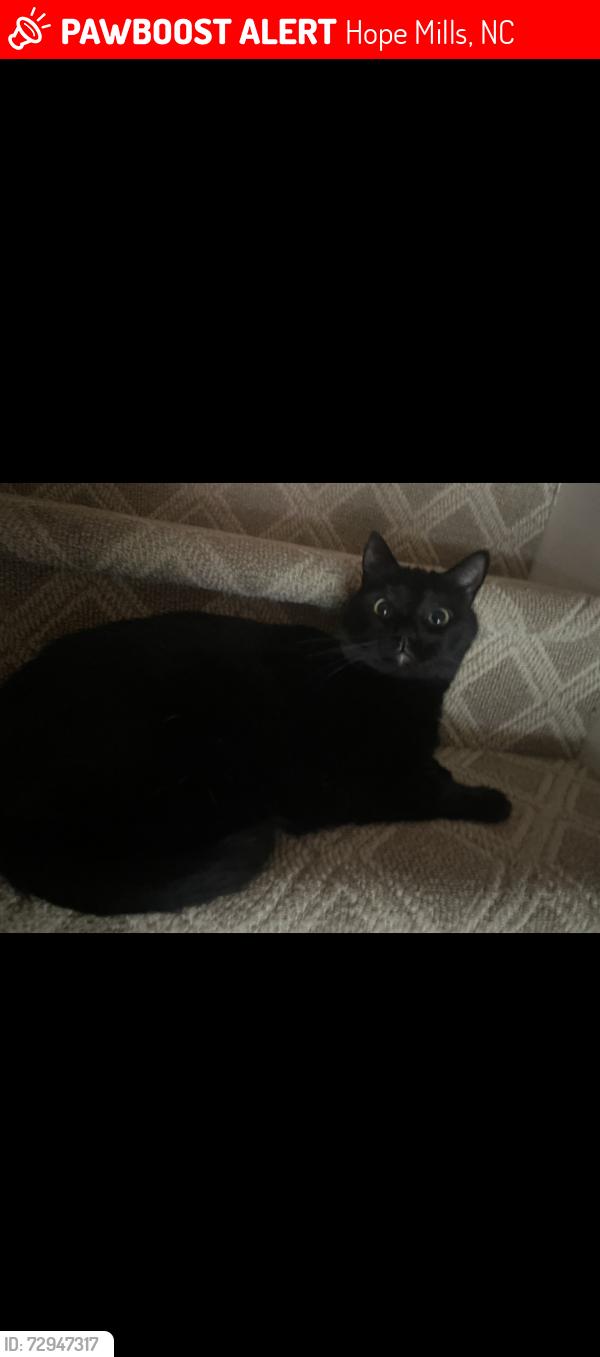 Lost Male Cat last seen Camden Woods the neighborhood that is near Jack Britt High School, Hope Mills, NC 28306