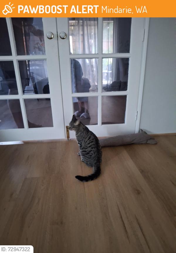 Found/Stray Unknown Cat last seen Lambasa way, Mindarie, WA 6030