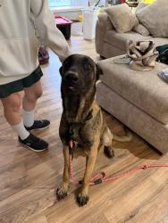 Found/Stray Male Dog last seen Quintana rd , San Antonio, TX 78207