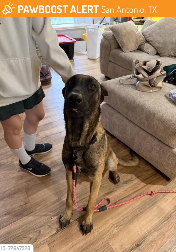 Found/Stray Male Dog last seen Quintana rd , San Antonio, TX 78207