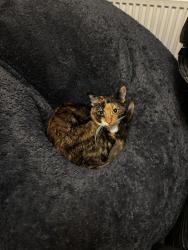Lost Female Cat last seen Mallows Green, Essex, England CM19 5SB