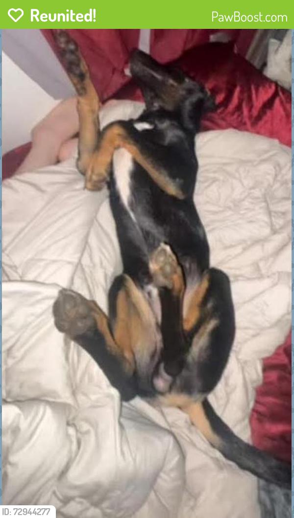 Reunited Male Dog last seen Salem campground and rv, Salem, OR 97317