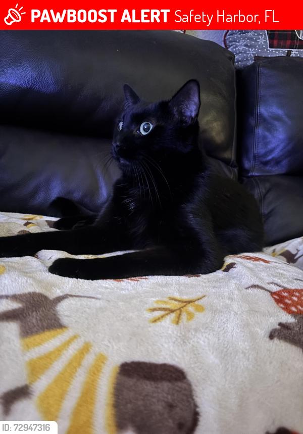 Lost Male Cat last seen North Bay Hills Safety Harbor, Safety Harbor, FL 34695