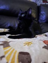 Lost Male Cat last seen North Bay Hills Safety Harbor , Safety Harbor, FL 34695