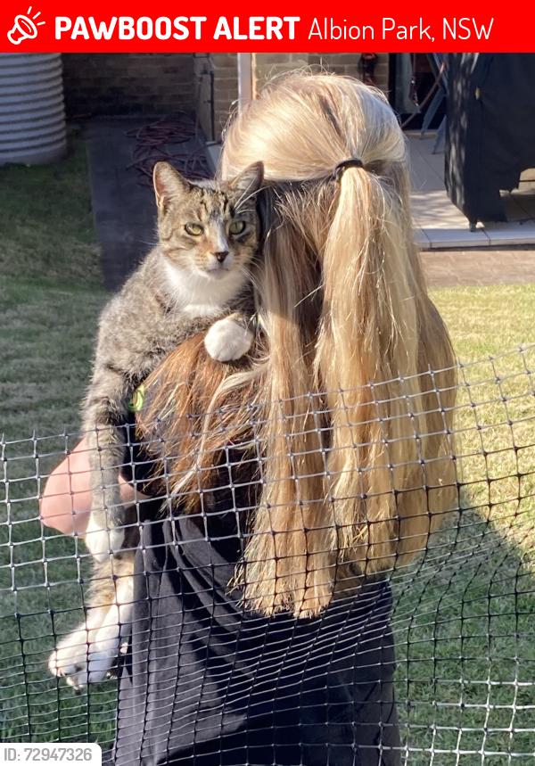 Lost Male Cat last seen Sophia St, Kevin Rd , Albion Park, NSW 2527