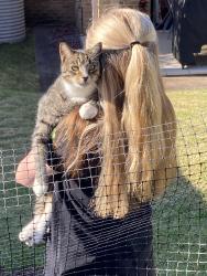 Lost Male Cat last seen Sophia St, Kevin Rd , Albion Park, NSW 2527