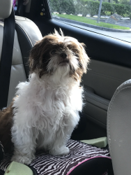 Reunited Female Dog last seen Grant st , Longwood , Longwood, FL 32750