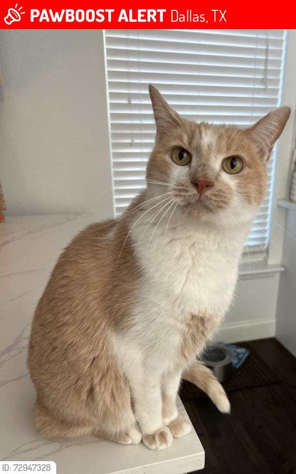 Lost Male Cat last seen Ellsworth Norris, Dallas, TX 75214
