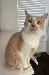 Lost Male Cat last seen Ellsworth Norris, Dallas, TX 75214