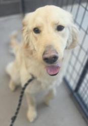 Shelter Stray Female Dog last seen El Paso, TX 79924, Fort Bliss, TX 79906