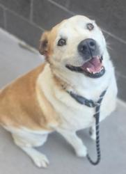Shelter Stray Male Dog last seen El Paso, TX 79911, Fort Bliss, TX 79906