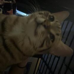 Lost Male Cat last seen abbotts bridge road and medlock bridge rd, Duluth, GA 30097
