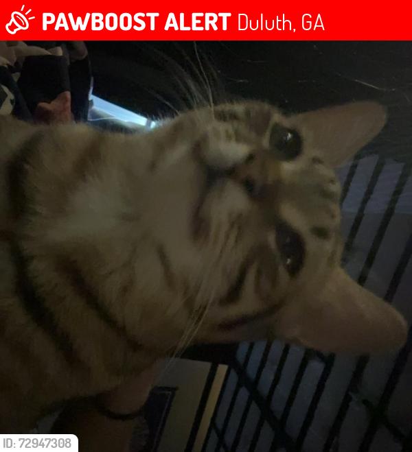 Lost Male Cat last seen abbotts bridge road and medlock bridge rd, Duluth, GA 30097