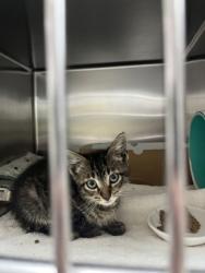 Shelter Stray Male Cat last seen Charleston, SC 29407, North Charleston, SC 29406