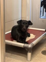 Shelter Stray Female Dog last seen , OH , Cleveland, OH 44102
