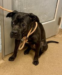 Shelter Stray Female Dog last seen Near Arbor Crossing Dr., 30058, GA, Atlanta, GA 30341