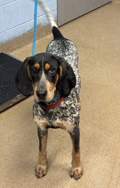 Shelter Stray Female Dog last seen Near Aristides Ln Decatur, 30034, 30034, GA, Atlanta, GA 30341
