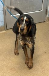 Shelter Stray Male Dog last seen Near Aristides Ln Decatur, 30034, 30034, GA, Atlanta, GA 30341