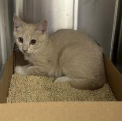 Shelter Stray Female Cat last seen Roseville, CA 95678, Roseville, CA 95678