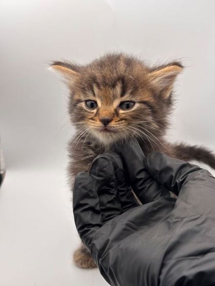 Shelter Stray Male Cat last seen Knoxville, TN 37918, Knoxville, TN 37919