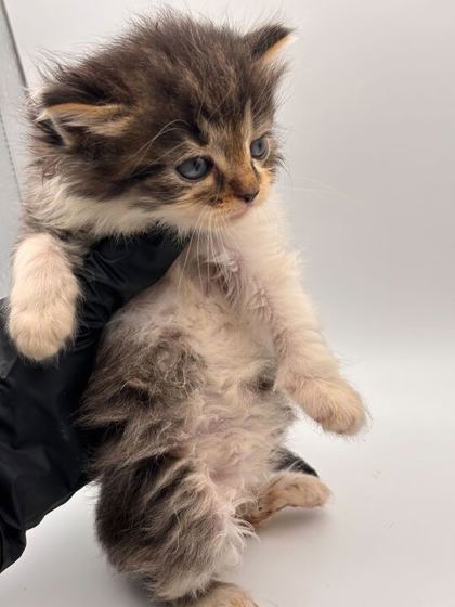 Shelter Stray Female Cat last seen Knoxville, TN 37918, Knoxville, TN 37919