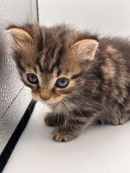 Shelter Stray Male Cat last seen Knoxville, TN 37918, Knoxville, TN 37919