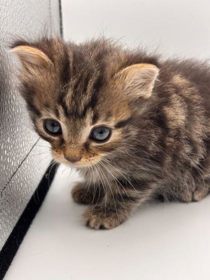 Shelter Stray Male Cat last seen Knoxville, TN 37918, Knoxville, TN 37919