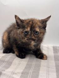 Shelter Stray Female Cat last seen Knoxville, TN 37931, Knoxville, TN 37919