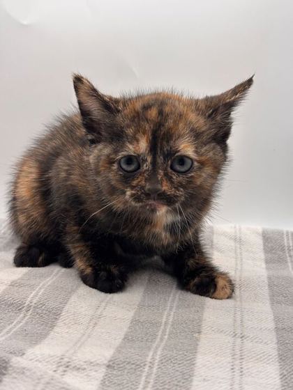 Shelter Stray Female Cat last seen Knoxville, TN 37931, Knoxville, TN 37919