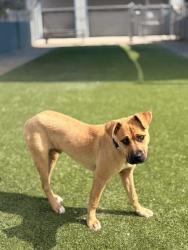 Shelter Stray Male Dog last seen W Whitesbridge Ave & 180 CA, Mendota Zone Fresno CO 1A 93640, CA, Fresno, CA 93706