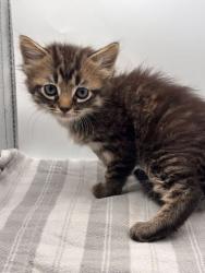 Shelter Stray Male Cat last seen Knoxville, TN 37931, Knoxville, TN 37919