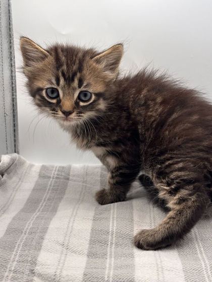 Shelter Stray Male Cat last seen Knoxville, TN 37931, Knoxville, TN 37919