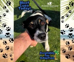 Shelter Stray Male Dog last seen S Cherry Ave & E Nebraska Ave, Fresno Zone Fresno CO 3 93725, , Fresno, CA 93706