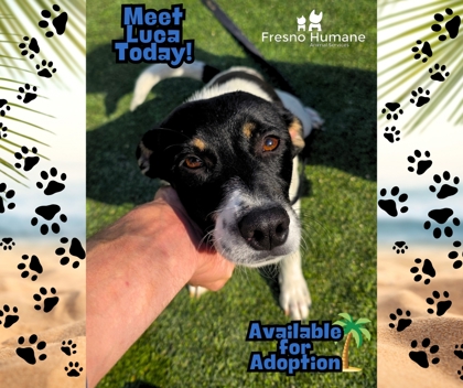 Shelter Stray Male Dog last seen S Cherry Ave & E Nebraska Ave, Fresno Zone Fresno CO 3 93725, , Fresno, CA 93706