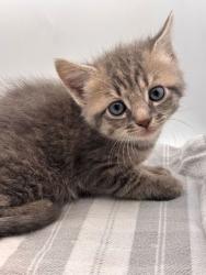Shelter Stray Male Cat last seen Knoxville, TN 37931, Knoxville, TN 37919