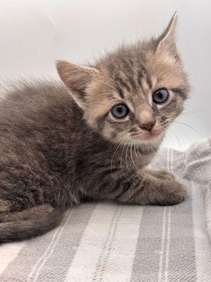 Shelter Stray Male Cat last seen Knoxville, TN 37931, Knoxville, TN 37919
