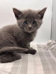 Shelter Stray Male Cat last seen Knoxville, TN 37931, Knoxville, TN 37919