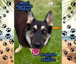 Shelter Stray Female Dog last seen S Walnut Ave & W Jefferson Ave, Fresno Zone Fresno CO 2 93706, CA, Fresno, CA 93706