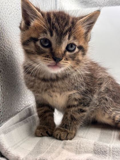 Shelter Stray Male Cat last seen Knoxville, TN 37921, Knoxville, TN 37919