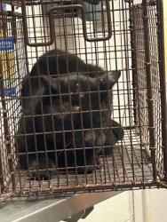 Shelter Stray Male Cat last seen Knoxville, TN 37931, Knoxville, TN 37919