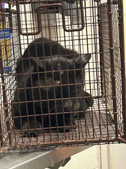 Shelter Stray Male Cat last seen Knoxville, TN 37931, Knoxville, TN 37919